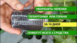 ЛУЧШИЙ СПОСОБ как укоренить ГЕРАНЬ (Пеларгонию) за 10 ДНЕЙ, укоренение черенков Герани легко, быстро