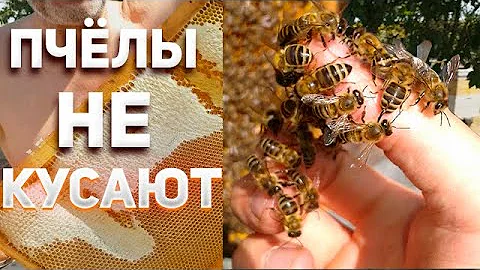 Почему Пасечника Не Кусают Пчёлы