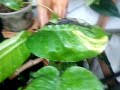 Epipremnum aureum ( The Pothos ) end cutting new leaves splitting