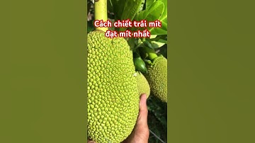Chiết trái mít đạt mít nhất về sau/Extract the jackfruit to get the best jackfruit later