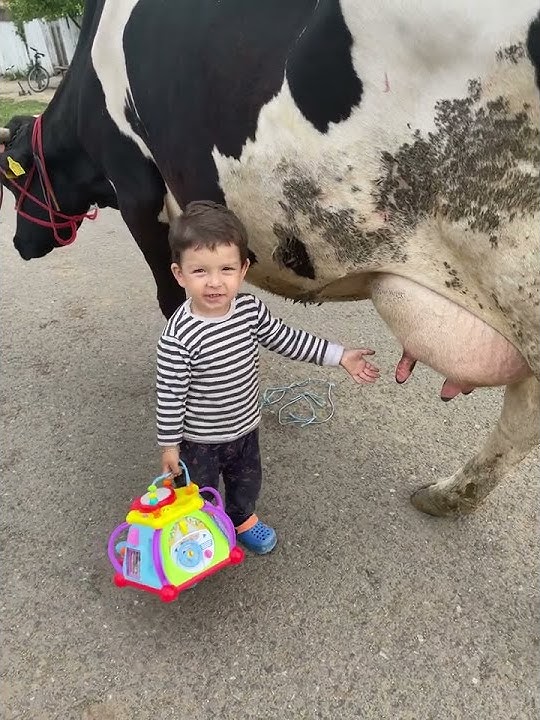 Atunci când descoperi ca vaca are “țiți”😂