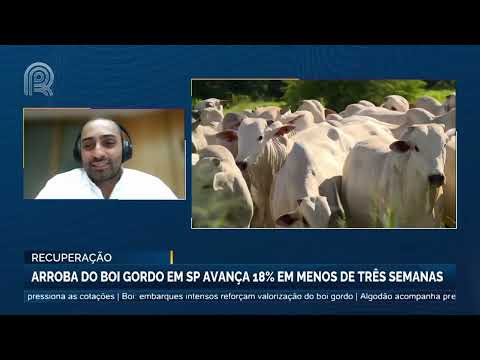 Boi gordo: arroba sobe 20% em poucas semanas, mas alta vai até fim do ano? Confira | Canal Rural