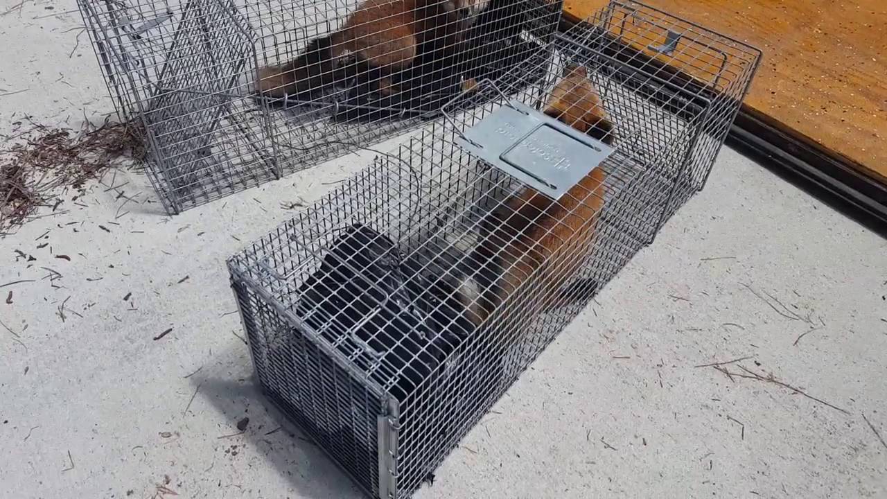 removal of fallopian tube Trapped 2 Foxes terrorizing a lady's backyard in Atlanta Georgia