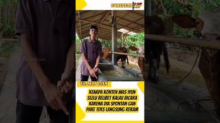 PD AJA #masiyun #masiyunterbaru #sapi #kbbm #shortsvideo #shorts