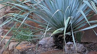 Owlets Have A Siesta At Wildflower Center Great Horned Owl Nest In Austin, Texas – May 2, 2024