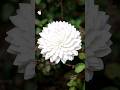 Handmade white chrysanthemum flowers from cork sheets | Step by Step Full Process.😱 #Awesome