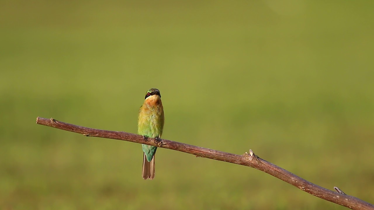 Blue-Tailed Bee-Eater calling. Singpore 