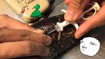 Microchipping my Boa Constrictor [BCI] Snake