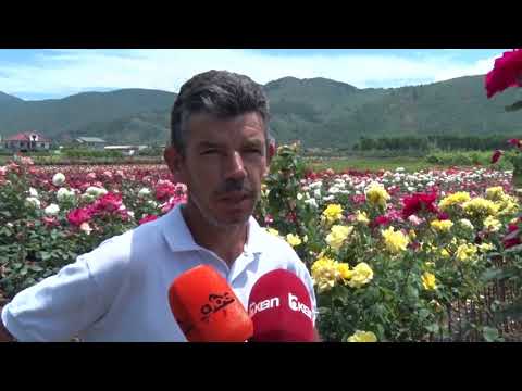 Video: Si të rritet trëndafili i kreshmës - Rritni një bimë shtëpie Hellebore për Kreshmë