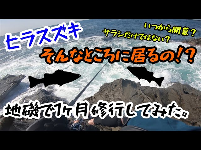 ヒラスズキ】三浦の地磯で1ヶ月修行してみた。そこで得たものとは