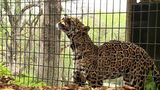 Project Survival Cat Haven in California helps evacuate animals at Ark Wildlife Sanctuary in Reno