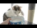 病気のうみちゃん はじめてのヤギミルク【スコティッシュフォールド】- Sick cat drinks goat milk