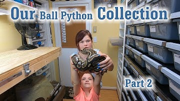 Our Ball Python Collection Part 2