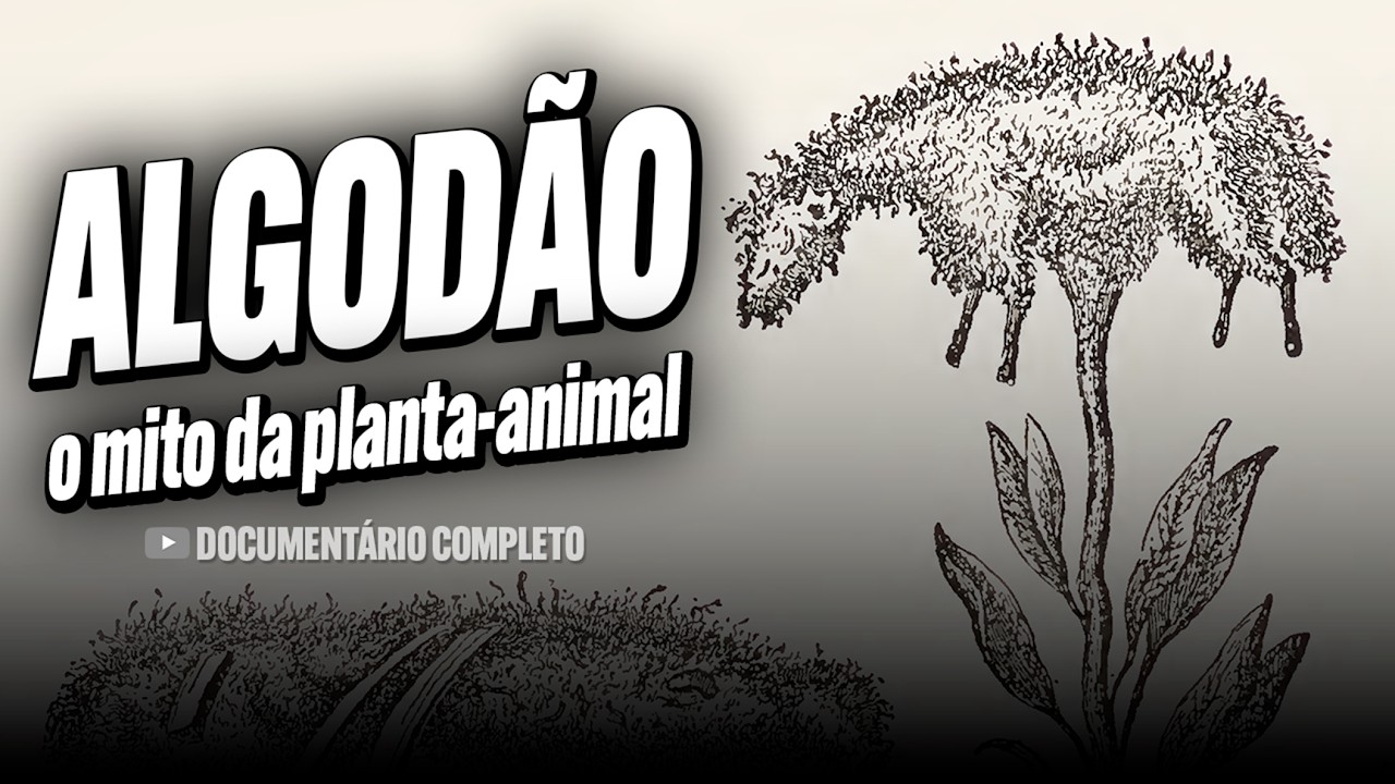A história do ALGODÃO - Guia da Floresta