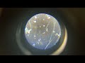 Bendy Ruler Under Microscope - Nano Labs 🧪 Microplastic Series