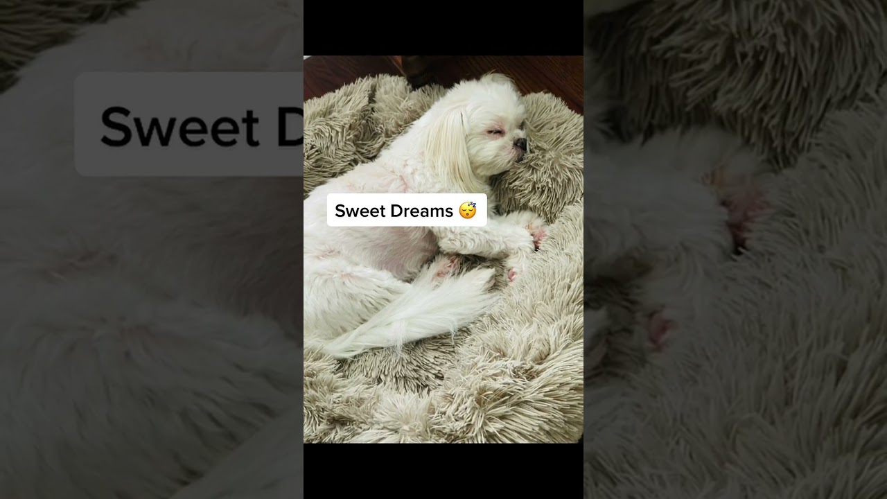 Peaceful pup: adorable dog taking a nap