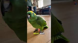 Parrot Wants Out Unless I Give Royal Treatment #funnyparrot #demands #shorts