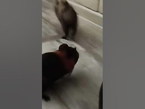 Свинюшки - YouTube