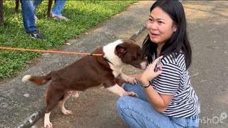 REAKSI ANJING GALAK KETEMU PEMILIKNYA SETELAH BERPISAH 3 BULAN ‼