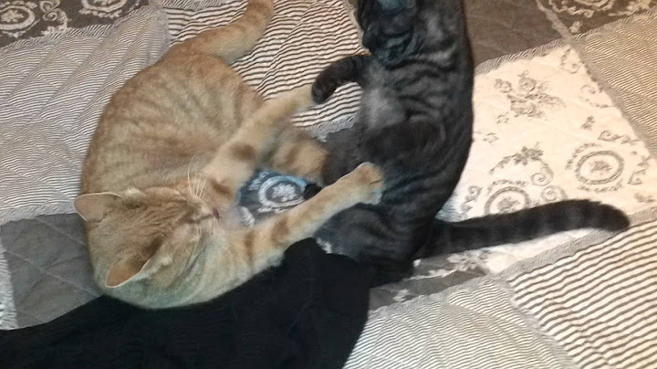 Watch the video about Black smoke British shorthair disturbing cream Tom