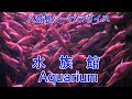 【八景島シーパラダイス・水族館】動物の森コラボ HAKKEIJIMA AQUARIUM
