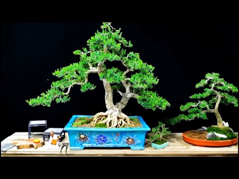 Video: Bonsai từ bạch dương: ảnh cách trồng