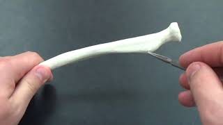 Radius Bone Anatomy