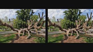 The Old Tree In 3D Cross-Eye