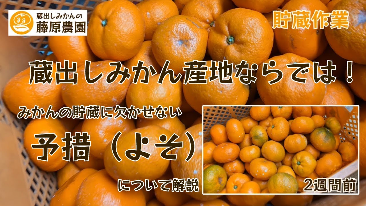 みかんの貯蔵に必要な予措（よそ）とは！？みかんの収穫から予措、貯蔵について解説します～みかん成長観察202312月編～