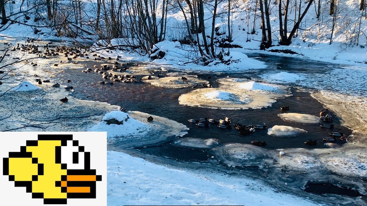 Where do ducks go in the wintertime?