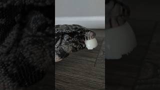 argentine b&w tegu running away with egg