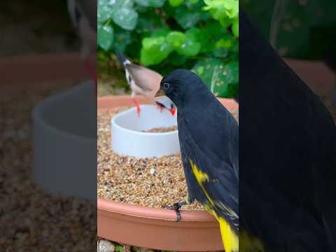 Black Siskin, Longtailed Finch amd Red Browed Finch #bird #birds #nature #animals #pets #aviary