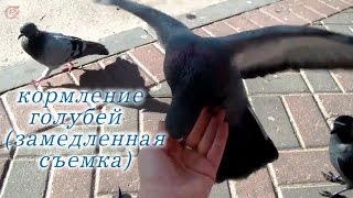Замедленная съемка - Кормление птиц (голуби и галки) Замедленная съемка - Кормление птиц (голуби и галки)