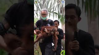 Orangutan Rescue: Race to Save Nopan After Wildfires #orangutans #wildlife #wildfires #indonesia @InternationalAnimalRescue