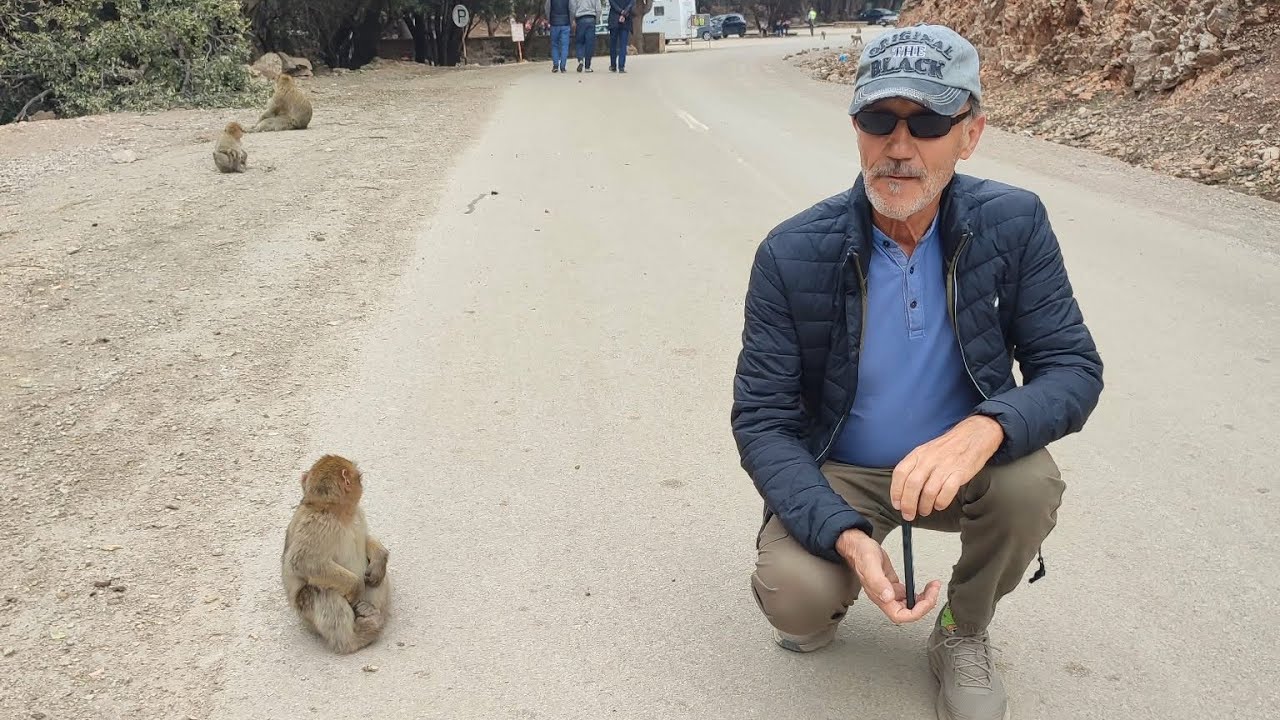 #180.  la Forêt des Singes au Tumulte de la ville   #maroc #campingcar #macaque #singes 