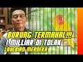 Jual Beli Burung Lovebird Lumajang
