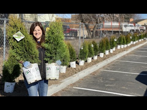 Video: Boxwood Blight Disease - Tietoja puksusukonruttotartunnan hoidosta