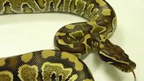 ChickenGamers  BLOOD BALLS  blood python X ball python hybrid   AWESOME!!
