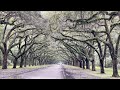 Wormsloe Plantation | Savannah, GA | RV Adventures