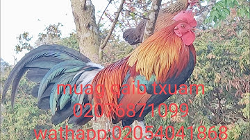 qaib dib qua zoo cuab tuaj nawb