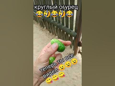 Круглый огурец, совсем круглый #shorts - YouTube