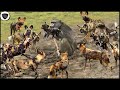 Baboon Screams to Ruin Wild Dog&#39;s nap - Both Sides Get Angry and Attack Breaks Out