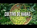 CULTIVO DE HABAS | Cultivo clave en otoño-invierno y tareas importantes.