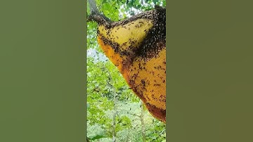 Bầy ong trữ mật lớn nhất mùa đông #ongrungdongbac #ongkhoai #shorts