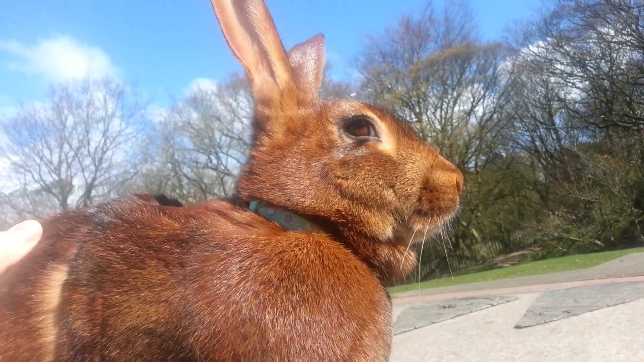 Belgium Hare relaxing in the park
