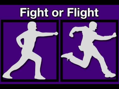 Stress: Fight or Flight (Sex Health Guru)