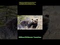 Alberta Fish and Wildlife Enforcement Services are investigating the death of a grizzly bear found w