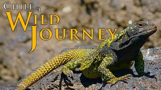 Chile: A Wild Journey | Episode 6 | Chilean Animals