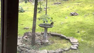 Young hawk bathing in the birdbath