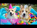 MY 9th BIRTHDAY - Topi the Corgi